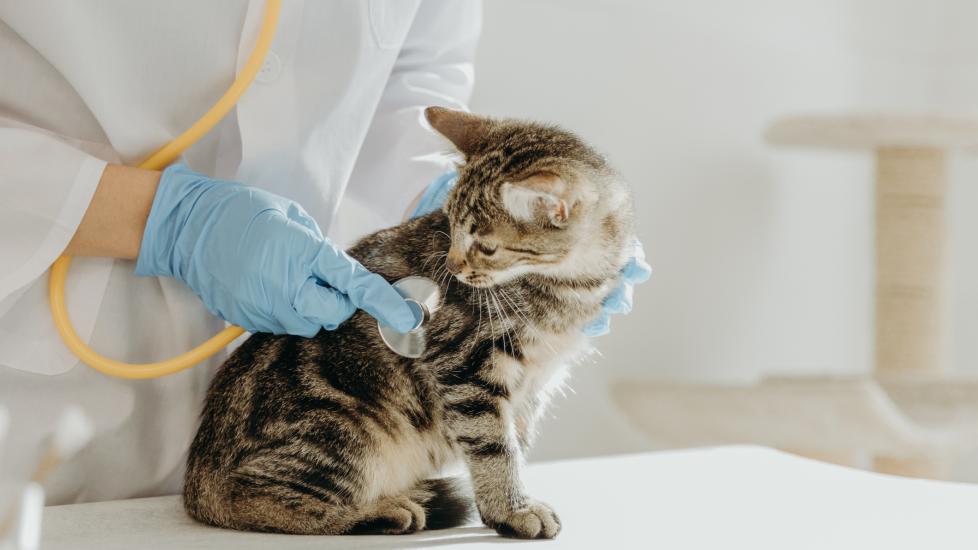 upper respiratory infection in cats; a cat’s lungs are checked by a vet.